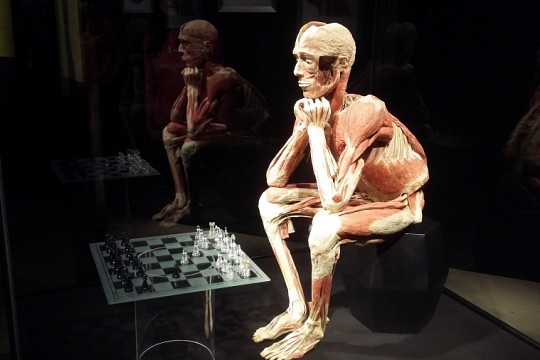 Body Worlds Vital